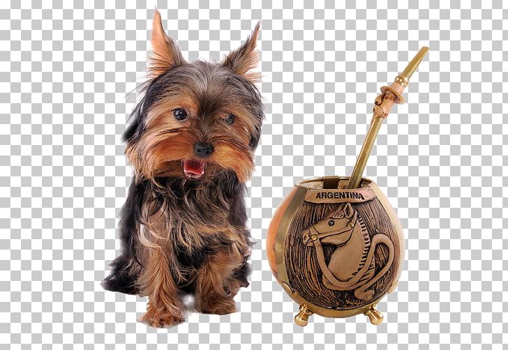 Yorkshire Terrier Australian Silky Terrier Australian Terrier Puppy Companion Dog PNG, Clipart, Animals, Australia, Australian Silky Terrier, Australian Terrier, Bea Free PNG Download