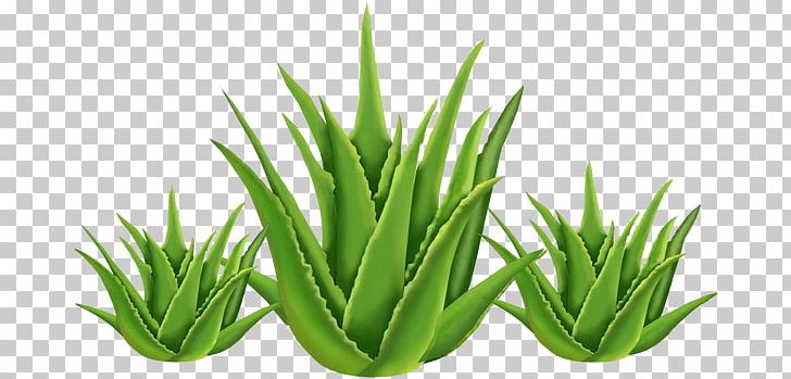 Aloe Vera Health Medicinal Plants Skin PNG, Clipart, Agave, Agave Azul, Aloe, Aloe Vera, Aquarium Decor Free PNG Download