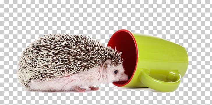 Domesticated Hedgehog Four-toed Hedgehog Photography Cup PNG, Clipart, Animal, Animals, Atelerix, Coffee Cup, Cup Cake Free PNG Download