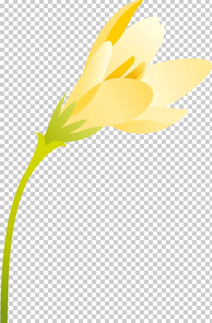 Flower Petal Plant Stem Yellow PNG, Clipart, Daisy Family, Flora, Flower, Flowering Plant, Line Free PNG Download