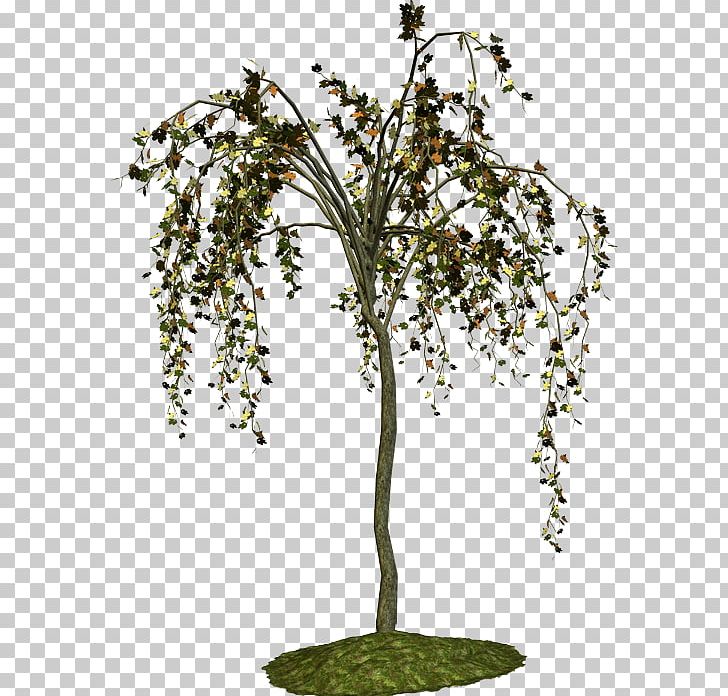 Plant Stem Birch Shrub Tree PNG, Clipart, Agac, Agac Resimleri, Animated Film, Anime, Asia Free PNG Download