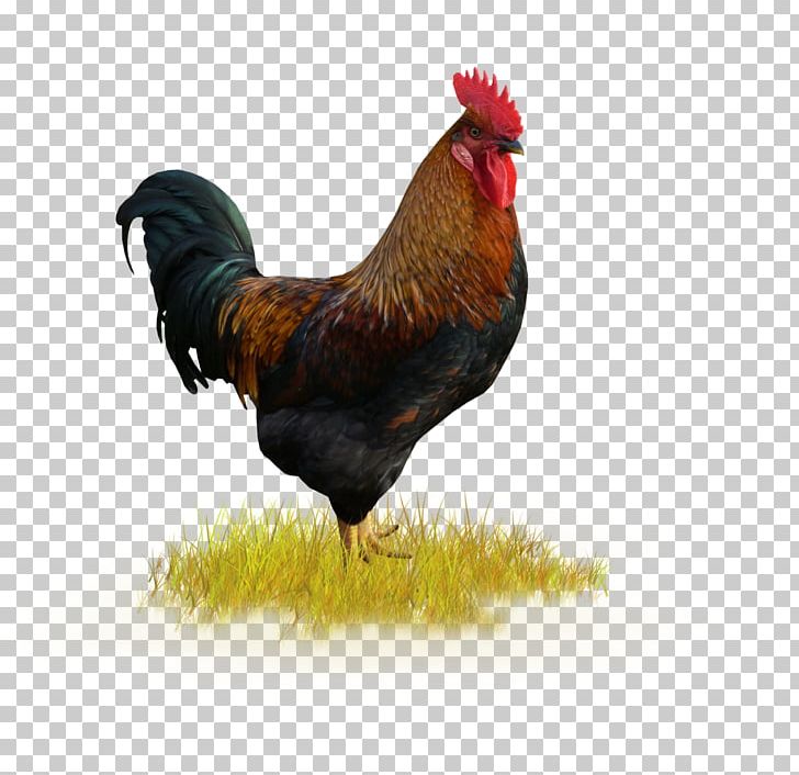 Rooster Chicken Holiday Harvest Festival PNG, Clipart, Animal, Animals, August 25, Beak, Bird Free PNG Download