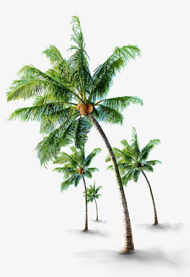 Tropical Coconut Trees PNG, Clipart, Beach, Coconut, Coconut Clipart, Coconut Trees, Tourism Free PNG Download