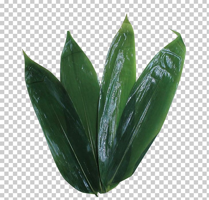 Zongzi Leaf Green PNG, Clipart, Background Green, Bamboo, Boat, Dragon, Dragon Boat Festival Free PNG Download