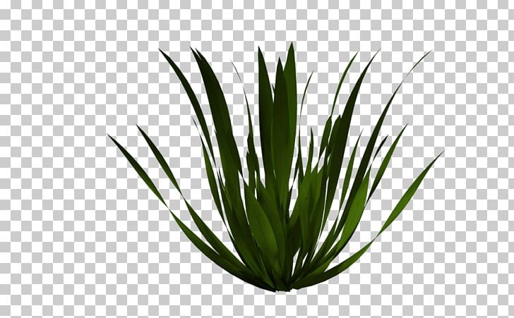 Flower PNG, Clipart, Agave, Agave Azul, Aloe, Aquarium Decor, Art Free PNG Download