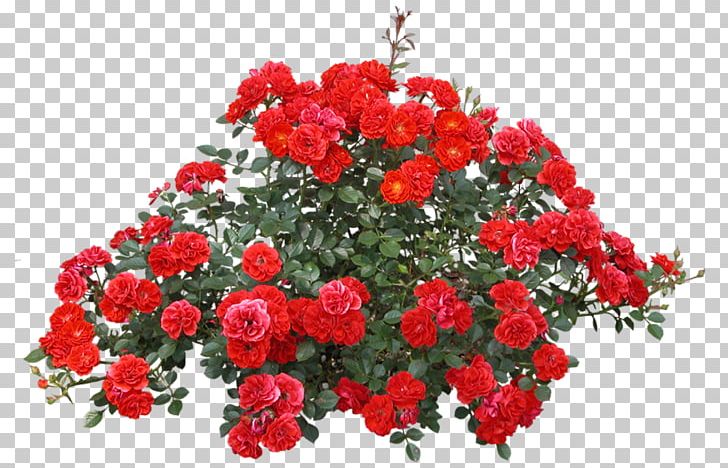 Shrub Rose Flower PNG, Clipart, Annual Plant, Carnation, Floribunda, Flower, Flower Arranging Free PNG Download