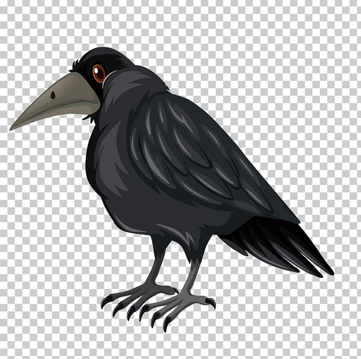Bird Crows Crane Illustration PNG, Clipart, American Crow, Animals, Background Black, Bad Luck, Beak Free PNG Download