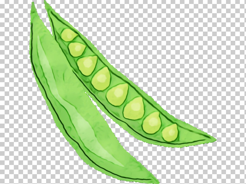 Pea Lima Bean Leaf Commodity Plant Structure PNG, Clipart, Biology, Commodity, Leaf, Lima Bean, Paint Free PNG Download