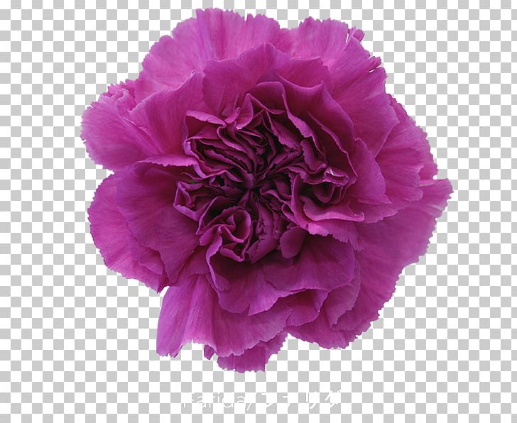 Carnation Cut Flowers Garden Roses Transvaal Daisy PNG, Clipart, Carnation, Color, Cut Flowers, Dianthus, Floristry Free PNG Download