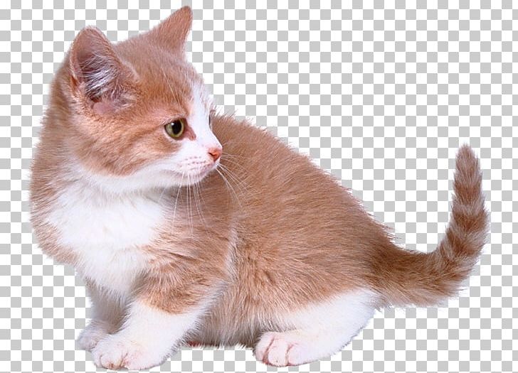 Kitten Cat Collar PNG, Clipart, American Wirehair, Animals, Blog, Breed, Carnivoran Free PNG Download