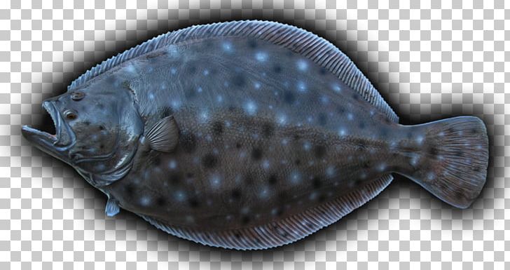 Summer Flounder Sole Flatfish PNG, Clipart, Animals, Arctic Flounder, Bony Fish, Color, Diversity Of Fish Free PNG Download