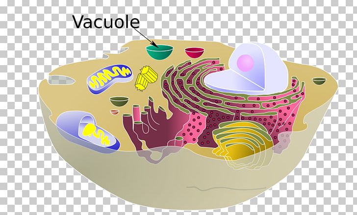 Vacuole Plant Cell Cèl·lula Animal Organelle PNG, Clipart, Animal, Animal Cell, Biology, Cell, Cell Biology Free PNG Download