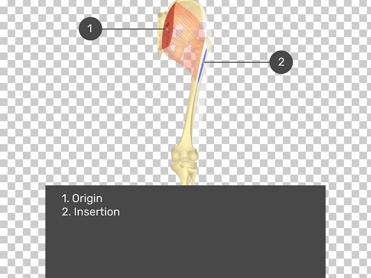 Gluteal Muscles Gluteus Maximus Gluteus Medius Gluteus Minimus PNG, Clipart, Anatomy, Angle, Gluteal Muscles, Gluteus Maximus, Gluteus Maximus Muscle Free PNG Download