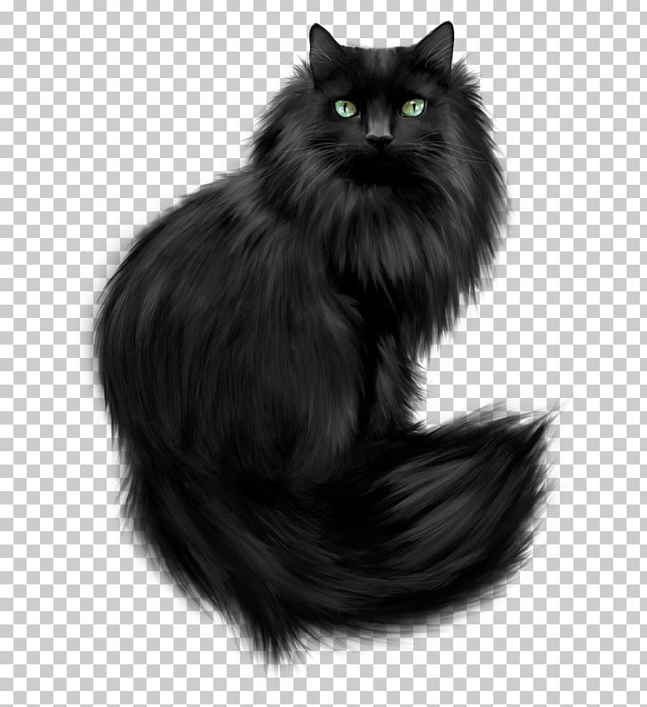 Kitten Persian Cat Norwegian Forest Cat Himalayan Cat Asian Semi-longhair PNG, Clipart, Animals, Asian Semi Longhair, Asian Semilonghair, Black, Black And White Free PNG Download