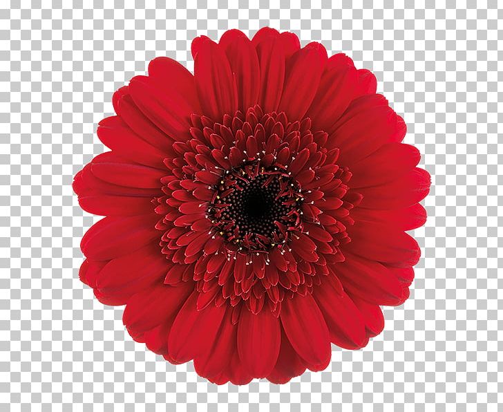 Transvaal Daisy Gken-E Cut Flowers A Melting Heart In The Setting Sun PNG, Clipart, Annual Plant, Brand, Chrysanths, Cut Flowers, Dahlia Free PNG Download