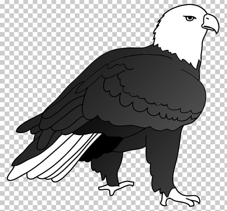 Bald Eagle Bird Drawing PNG, Clipart, Accipitriformes, Animal, Animals, Bald Eagle, Beak Free PNG Download