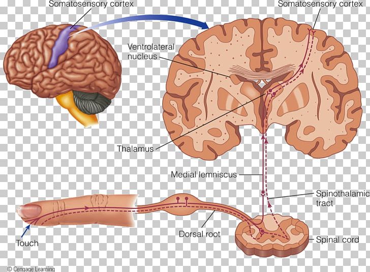 Brain Cutaneous Receptor Neural Pathway Lamellar Corpuscle Tactile Corpuscle PNG, Clipart, Brain, Central Nervous System, Cutaneous Condition, Habituation, Human Skin Free PNG Download