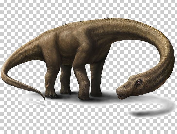 Dreadnoughtus Dinosaur Size Tyrannosaurus World's Largest Dinosaur PNG, Clipart, Dinosaur Size, Dreadnoughtus, Tyrannosaurus Free PNG Download