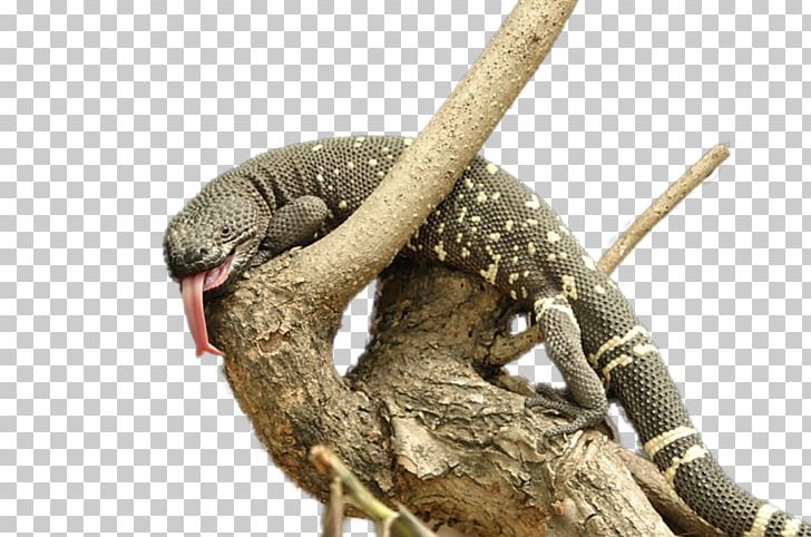 Lizard Reptile Snake Gila Monster Heloderma Horridum Charlesbogerti PNG, Clipart, Animal, Animals, Fauna, Gila Monster, Heloderma Free PNG Download