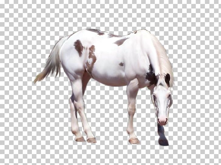 Mustang Mane Stallion American Paint Horse Mare PNG, Clipart, American Paint Horse, Buckskin, Cutting, Gray, Halter Free PNG Download
