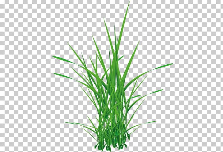 Photography PNG, Clipart, Aquarium Decor, Commodity, Grass, Herb, Herbaceous Plant Free PNG Download