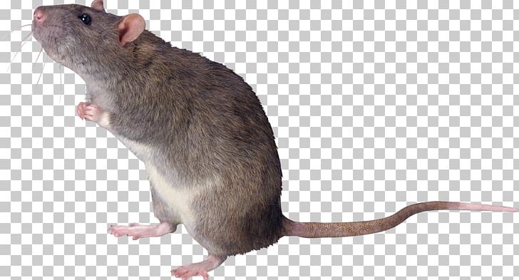 Rat PNG, Clipart, Rat Free PNG Download