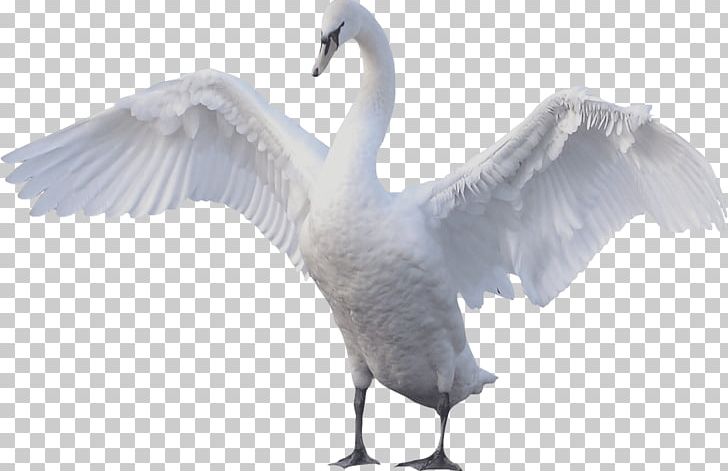 Swan Goose Mute Swan Bird PNG, Clipart, Anatidae, Animals, Anseriformes, Beak, Bird Free PNG Download