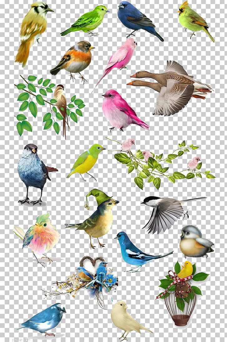 Bird Drawing Illustration PNG, Clipart, Animal, Animals, Atlas, Beak, Bird Free PNG Download