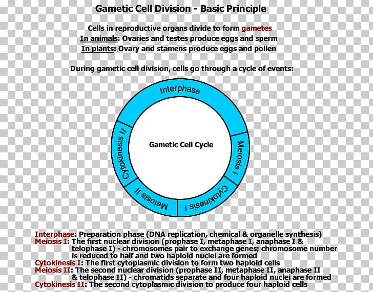 Cell Division Gamete Mitosis Meiosis PNG, Clipart,  Free PNG Download