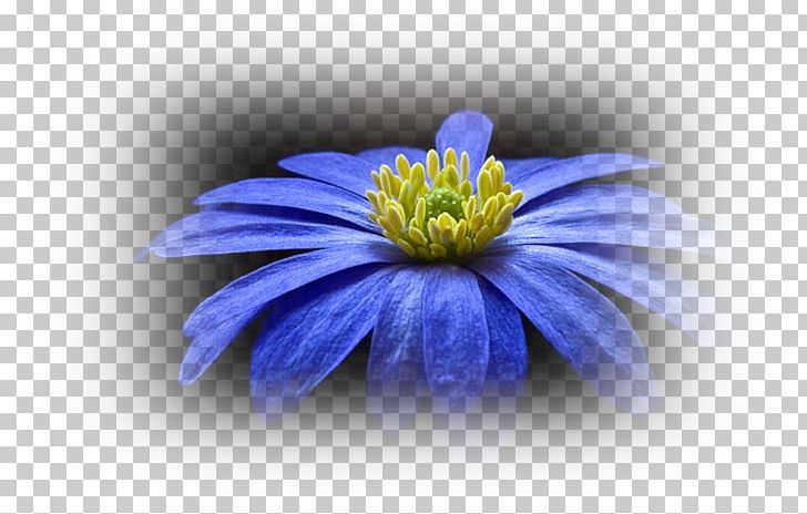 Desktop Flower PNG, Clipart, Anemone, Aster, Balkan, Blue, Chrysanths Free PNG Download