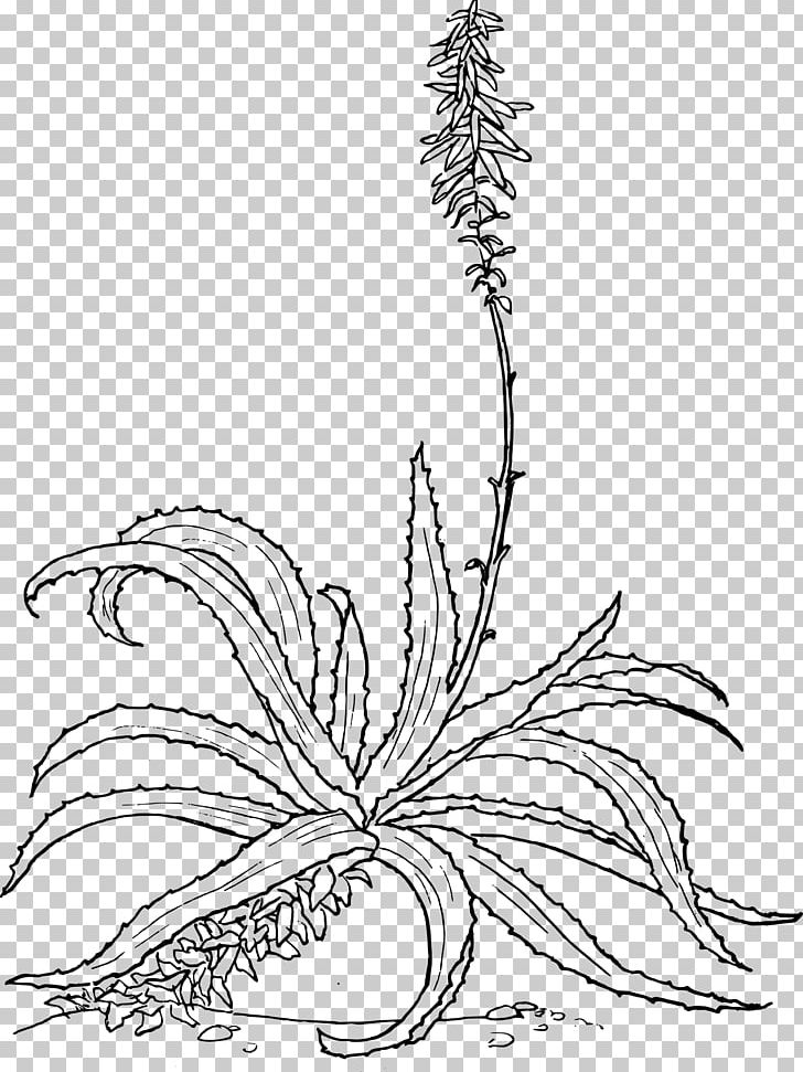 Aloe Vera Drawing Botanical Illustration Plant Aloe Arborescens PNG, Clipart, Aloe Arborescens, Aloe Vera, Area, Art, Black And White Free PNG Download