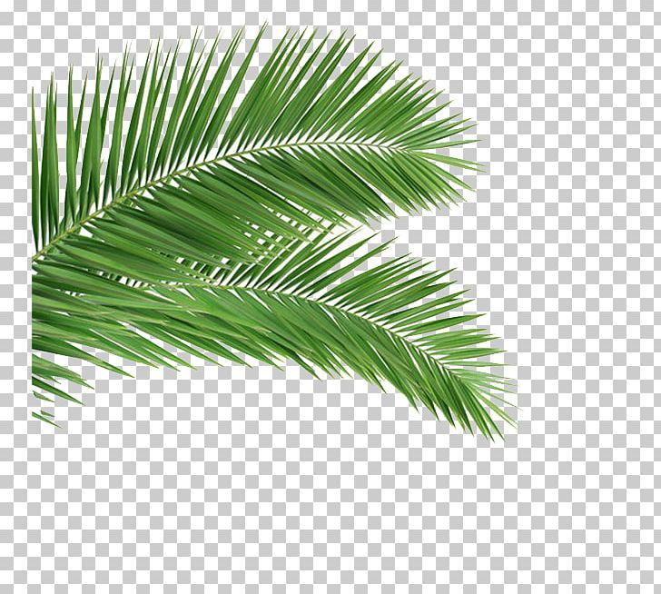 Arecaceae Leaf Frond Coconut Tree PNG, Clipart, Arecaceae, Arecales, Branch, Coconut, Coconut Tree Free PNG Download
