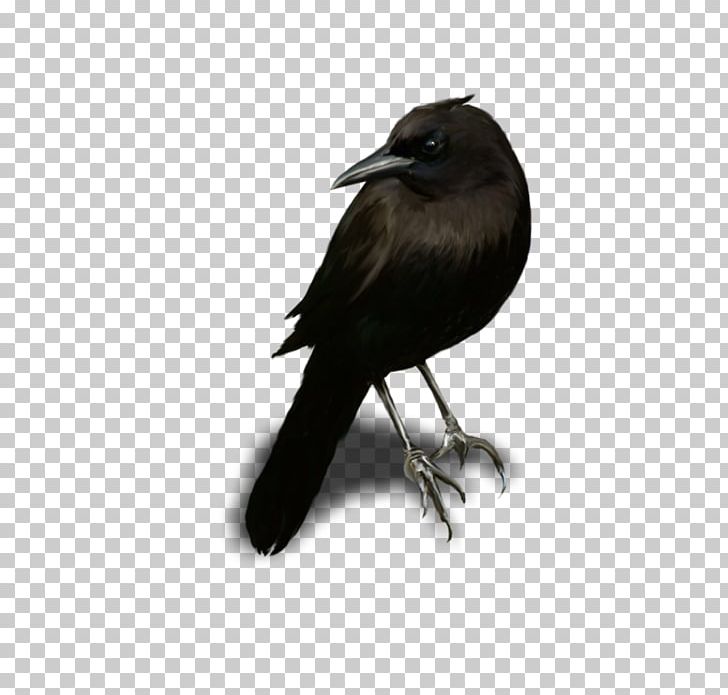 American Crow Rook New Caledonian Crow Blingee PNG, Clipart, American Crow, Animaatio, Animated Film, Beak, Bird Free PNG Download