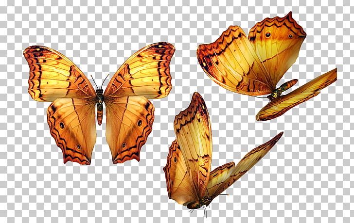 Butterfly Software PNG, Clipart, Animal, Arthropod, Blue Butterfly, Brush Footed Butterfly, Butte Free PNG Download