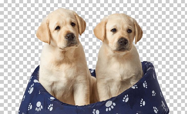 Labrador Retriever Puppy Dog Breed Companion Dog Bernese Mountain Dog PNG, Clipart, Animals, Carnivoran, Companion Dog, Dog, Dog Breed Free PNG Download