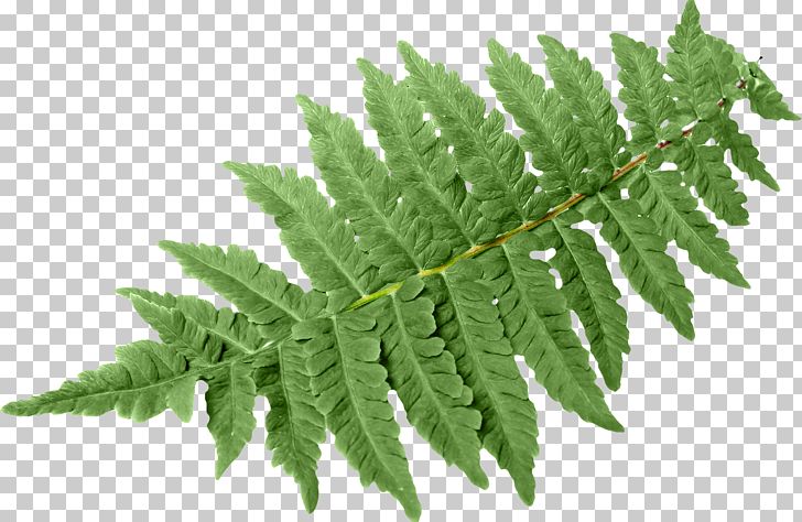 Leaf Fern Vascular Plant Green Burknar PNG, Clipart, Biology, Botany, Burknar, Fern, Ferns And Horsetails Free PNG Download