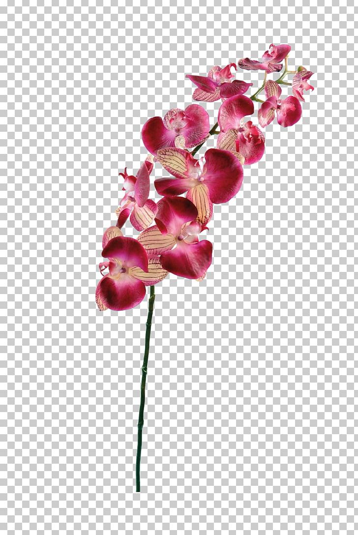 Flower Moth Orchids Plant Stem Petal PNG, Clipart, Artificial Flower, Blossom, Bud, Color, Cut Flowers Free PNG Download