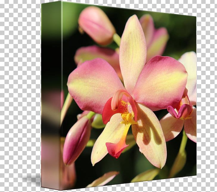Moth Orchids Spathoglottis Dendrobium Plant Flower PNG, Clipart, Art, Artist, Artists Statement, Burgundy, Cattle Free PNG Download