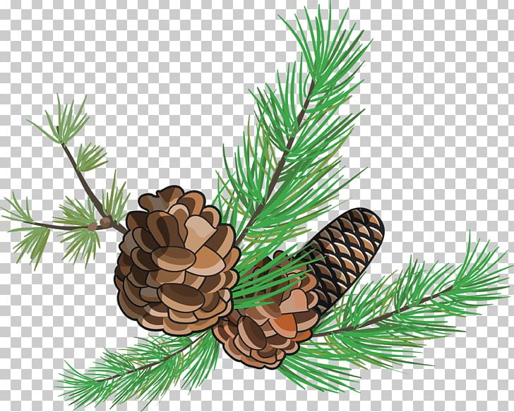 Pine Fir Spruce Conifer Cone PNG, Clipart, Artworks, Branch, Christmas Ornament, Conifer, Conifer Cone Free PNG Download