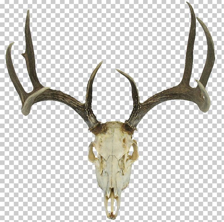 White-tailed Deer Roe Deer Reindeer Red Deer PNG, Clipart, Animals, Antler, Bone, Deer, Drawing Free PNG Download