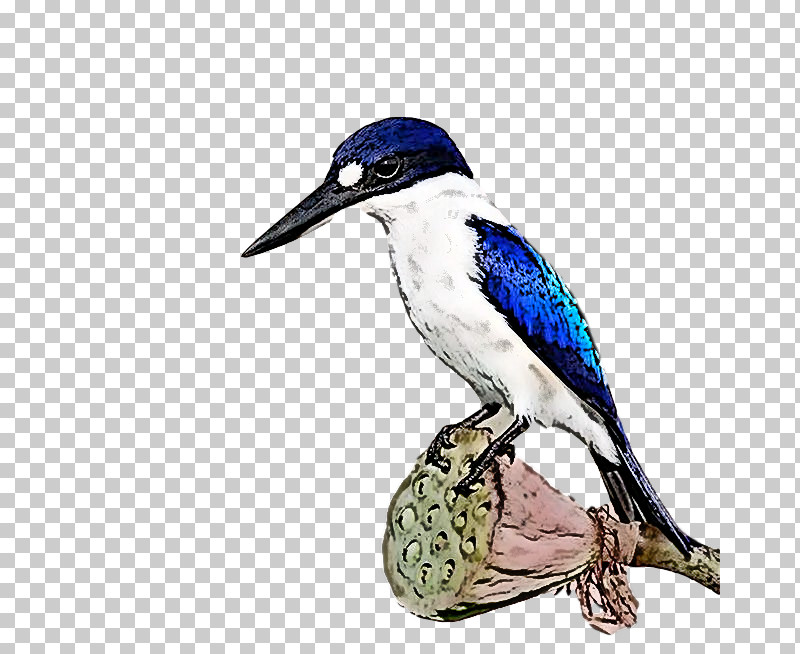 Feather PNG, Clipart, Beak, Blue Jay, Coraciiformes, Feather Free PNG Download