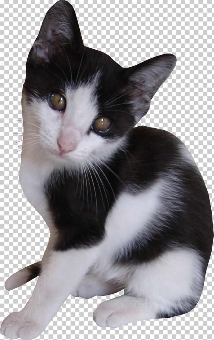 American Wirehair Aegean Cat European Shorthair Kitten PNG, Clipart, Americ, Amour, Animals, Carnivora, Carnivoran Free PNG Download