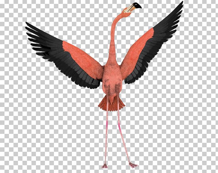 Bird Flamingo PNG, Clipart, Animals, Beak, Bird, Computer Icons, Crane Like Bird Free PNG Download