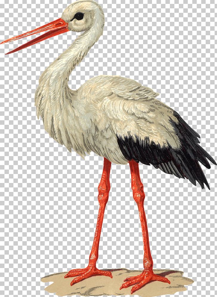 Bird White Stork Paper Columbidae PNG, Clipart, Animals, Beak, Bird, Ciconiiformes, Columbidae Free PNG Download