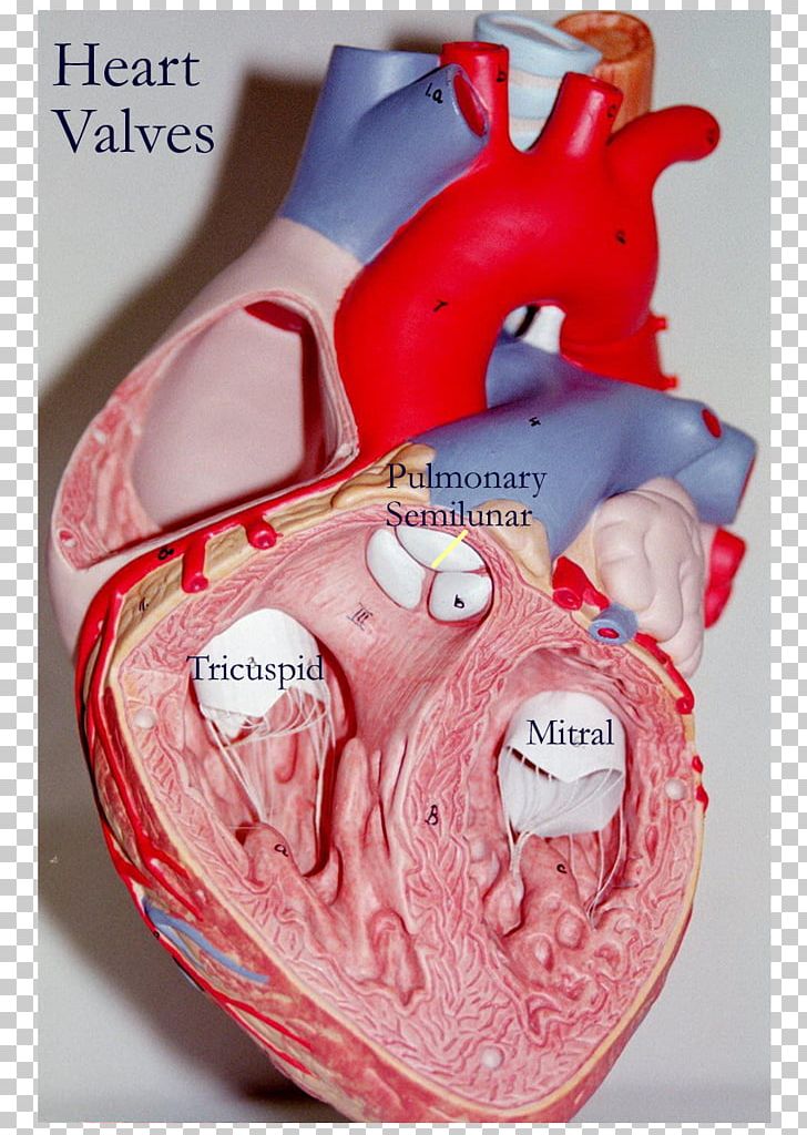 Heart Valve Anatomy Tricuspid Valve Png Clipart Anatomy Aorta