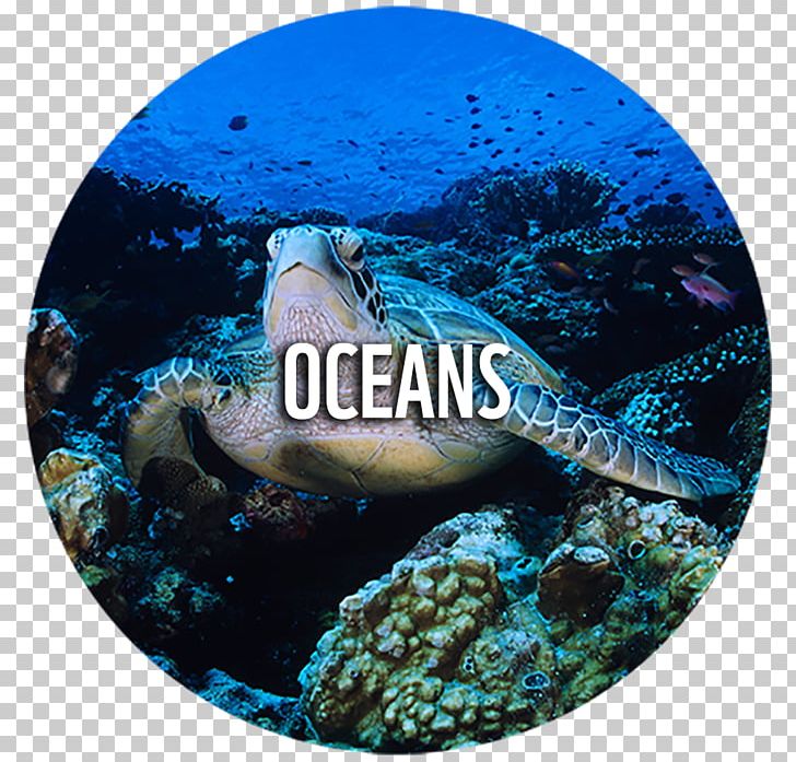 Loggerhead Sea Turtle World Wide Fund For Nature Conservation Ecology PNG, Clipart, Animal, Animals, Aqua, Cheloniidae, Conservation Free PNG Download