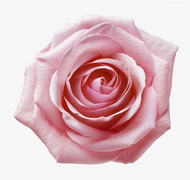 Pink Rose Closeup PNG, Clipart, A Flower, Closeup, Closeup Clipart, Flower, Flowers Free PNG Download
