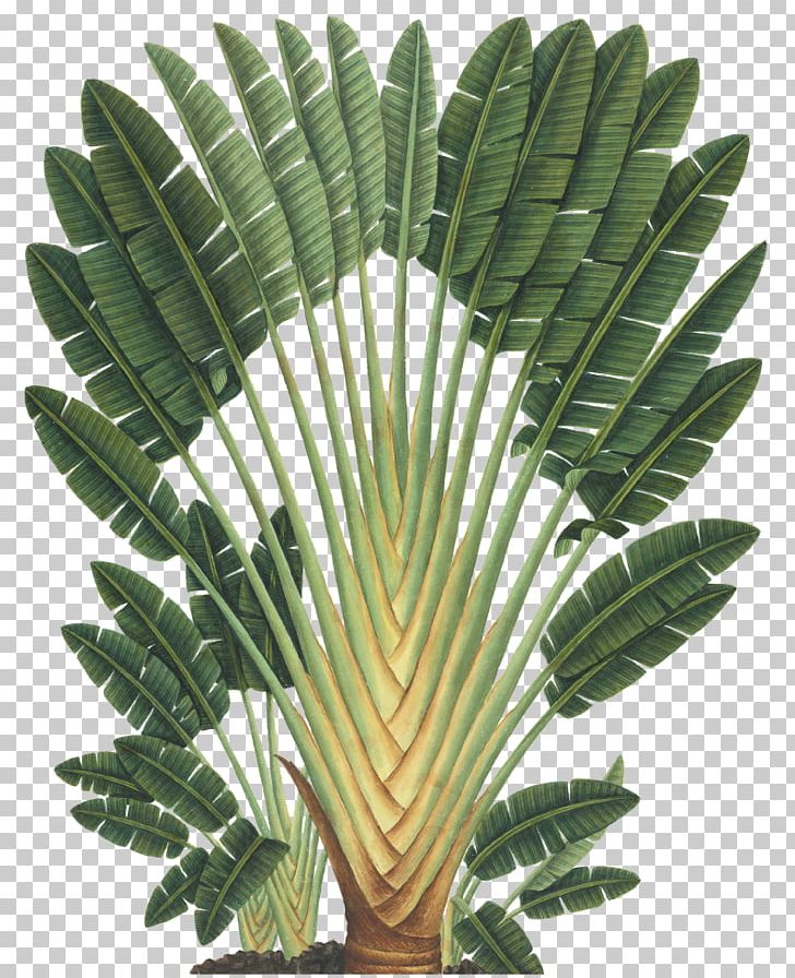 Art Forms In Nature Ravenala Madagascariensis Botanical Illustration Botany PNG, Clipart, Arecaceae, Arecales, Art, Art Forms In Nature, Banana Leaves Free PNG Download