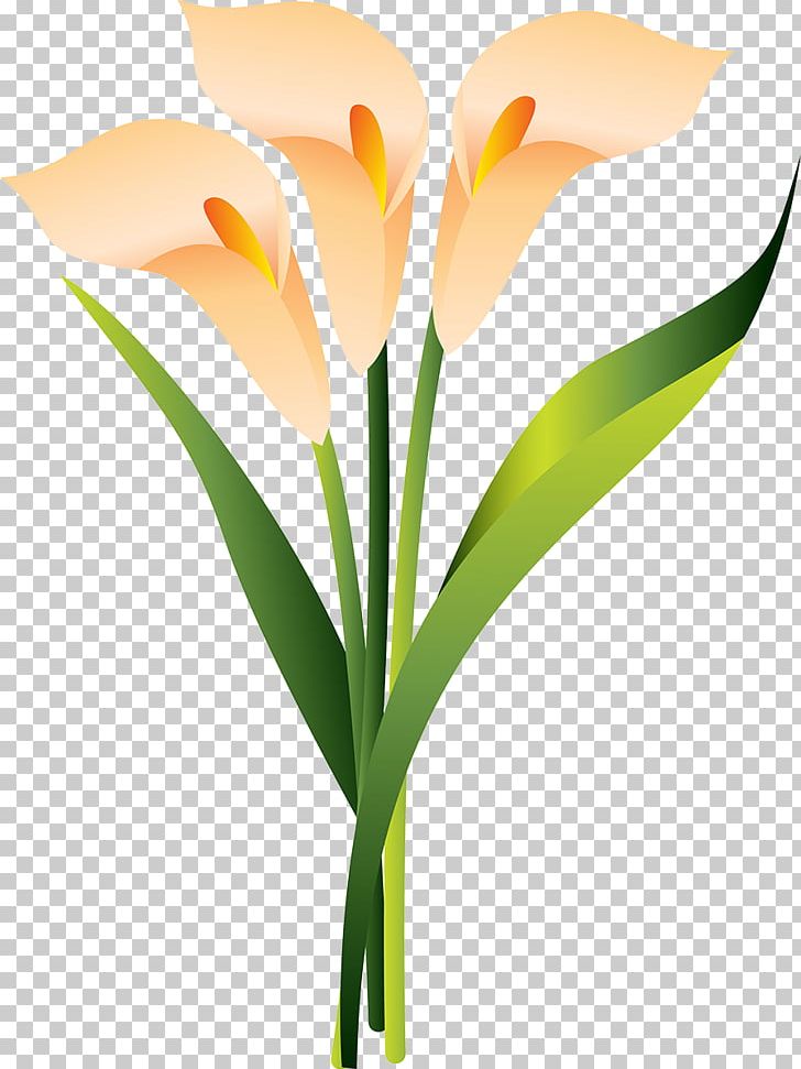 Cut Flowers Floral Design Orchids PNG, Clipart, 2014, 2017, Advertising, Arum, Calla Free PNG Download