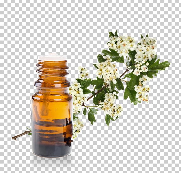 Essential Oil Peppermint Aromatherapy Camphor Tree PNG, Clipart, Alternative Medicine, Aroma Compound, Aromatherapy, Betapinene, Bottle Free PNG Download